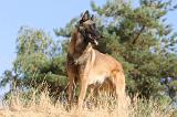 MALINOIS 142